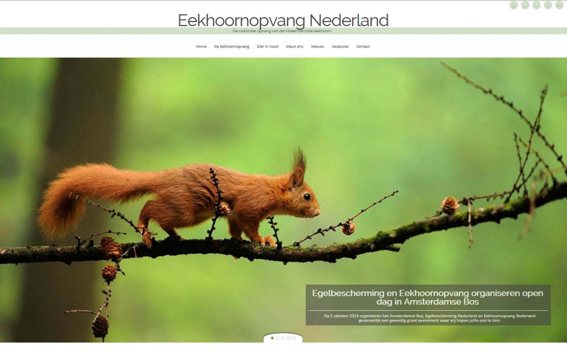 Nieuwe website voor Eekhoornopvang Nederland!