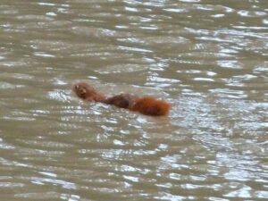 Noodweer in Duitsland, België en Nederland, help ook de dieren!