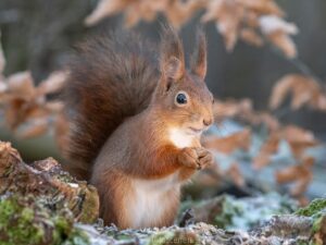 Houden eekhoorns een winterslaap?