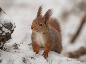 1 april 2022: Sneeuw! Geen grap voor eekhoorns